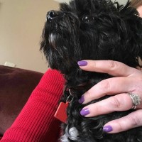 zoya nail polish and instagram gallery image 38 zoya nail polish and instagram gallery image 38